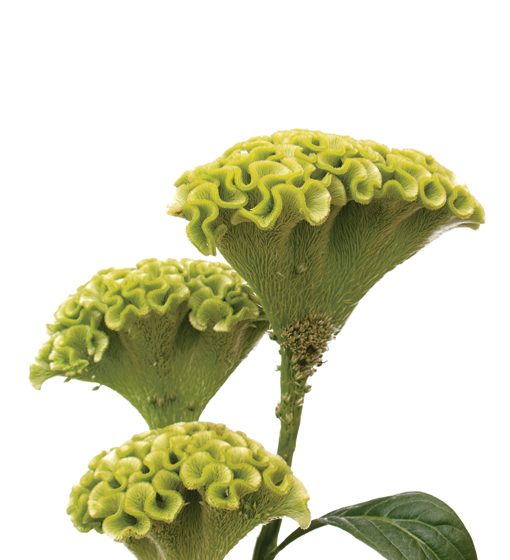 edg, edg flowers, ed dekker, celosia, Fan celosia, round celosia, flower grower ontario canada