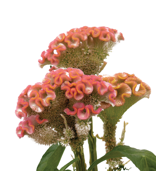 edg, edg flowers, ed dekker, celosia, Fan celosia, round celosia, flower grower ontario canada