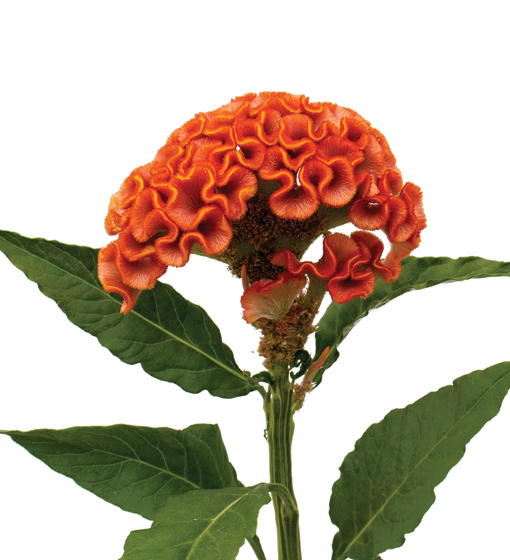edg, edg flowers, ed dekker, celosia, Fan celosia, round celosia, flower grower ontario canada