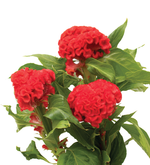 edg, edg flowers, ed dekker, celosia, Fan celosia, round celosia, flower grower ontario canada