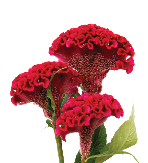 edg, edg flowers, ed dekker, celosia, Fan celosia, round celosia, flower grower ontario canada
