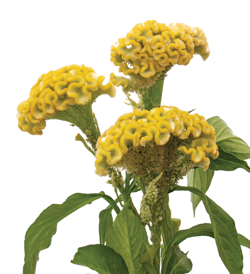 edg, edg flowers, ed dekker, celosia, Fan celosia, round celosia, flower grower ontario canada